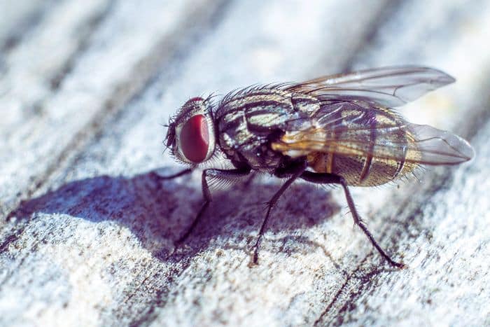 soñar con moscas